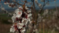 Marillenblüten 1