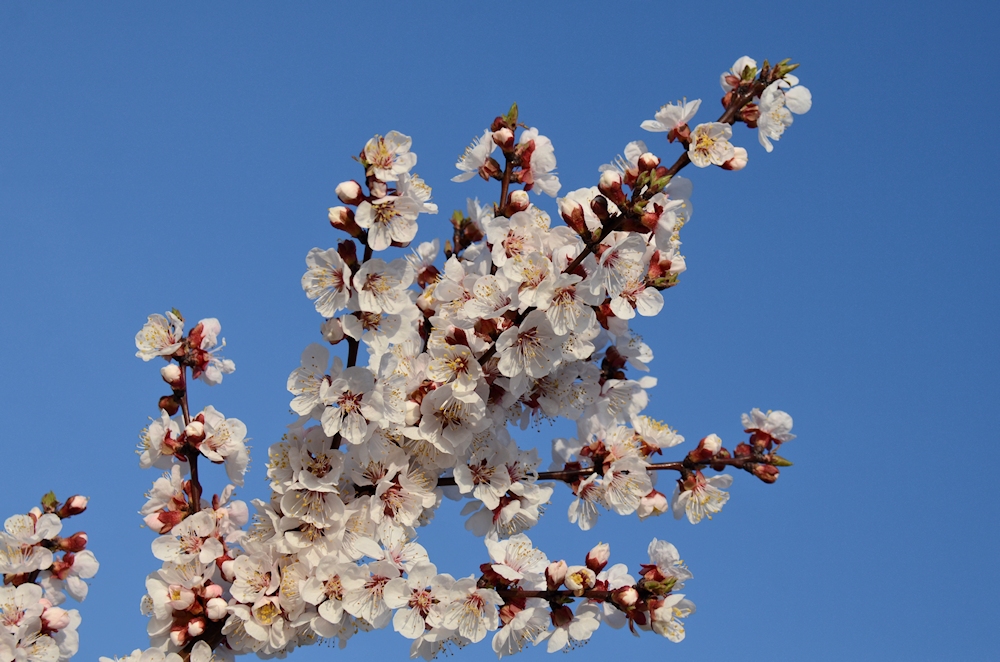 Marillenblüten...