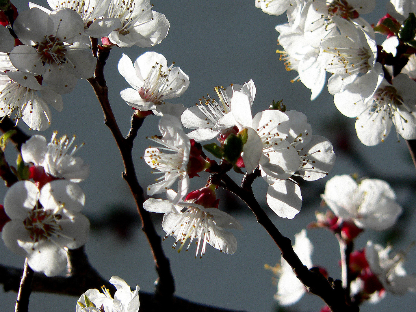 Marillenblüten