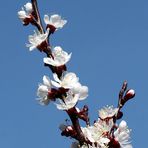 Marillenblüten