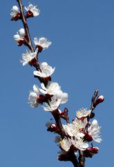 Marillenblüten