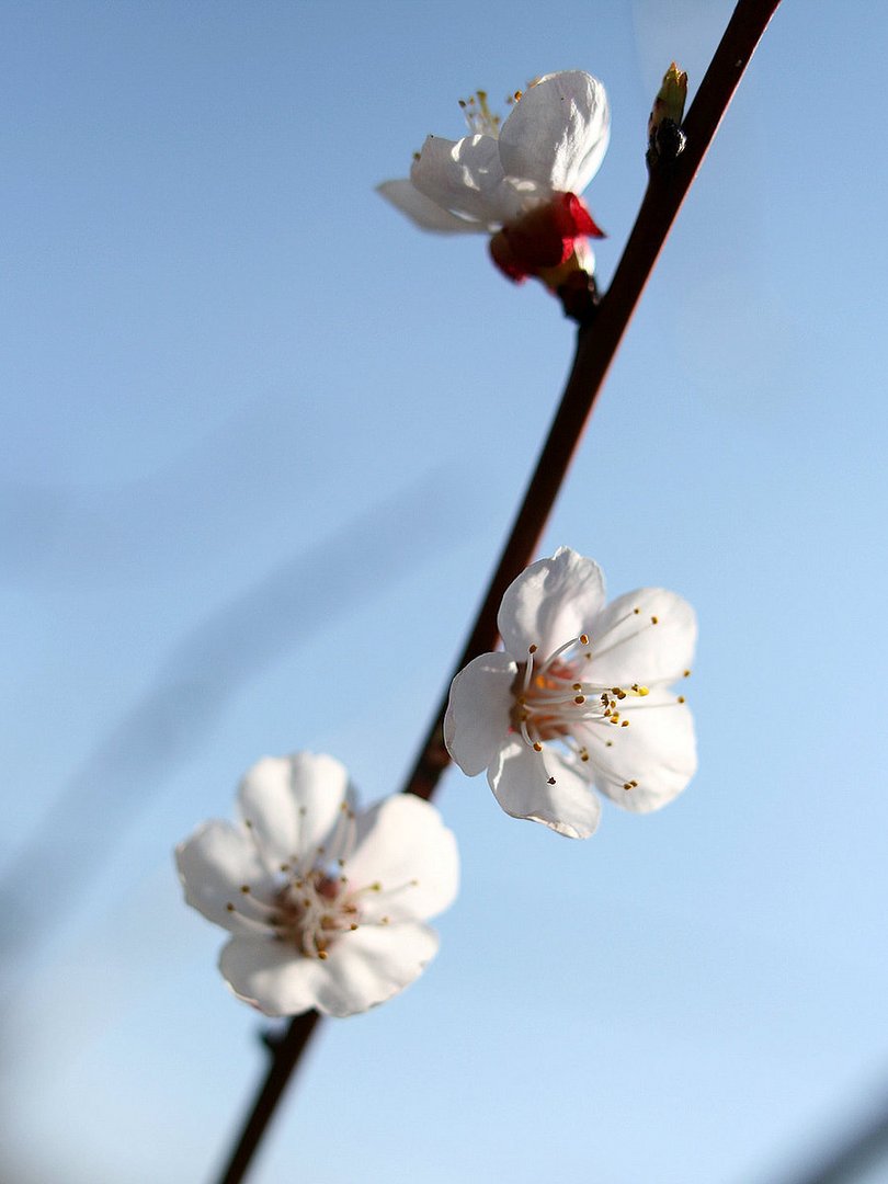 marillenblüten