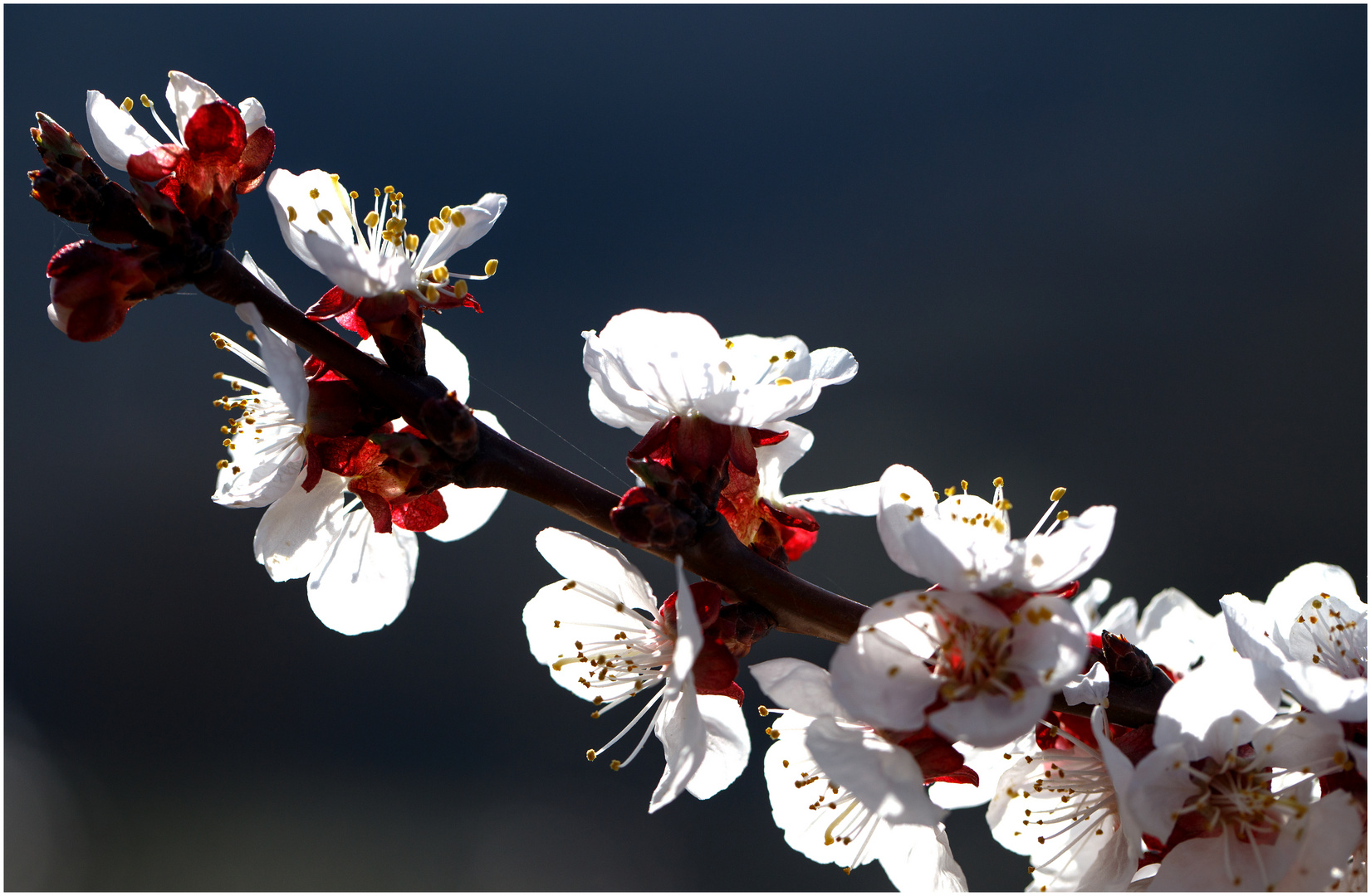 Marillenblüten