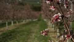 Marillenblüten Zweig