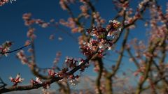 Marillenblüten Zweige