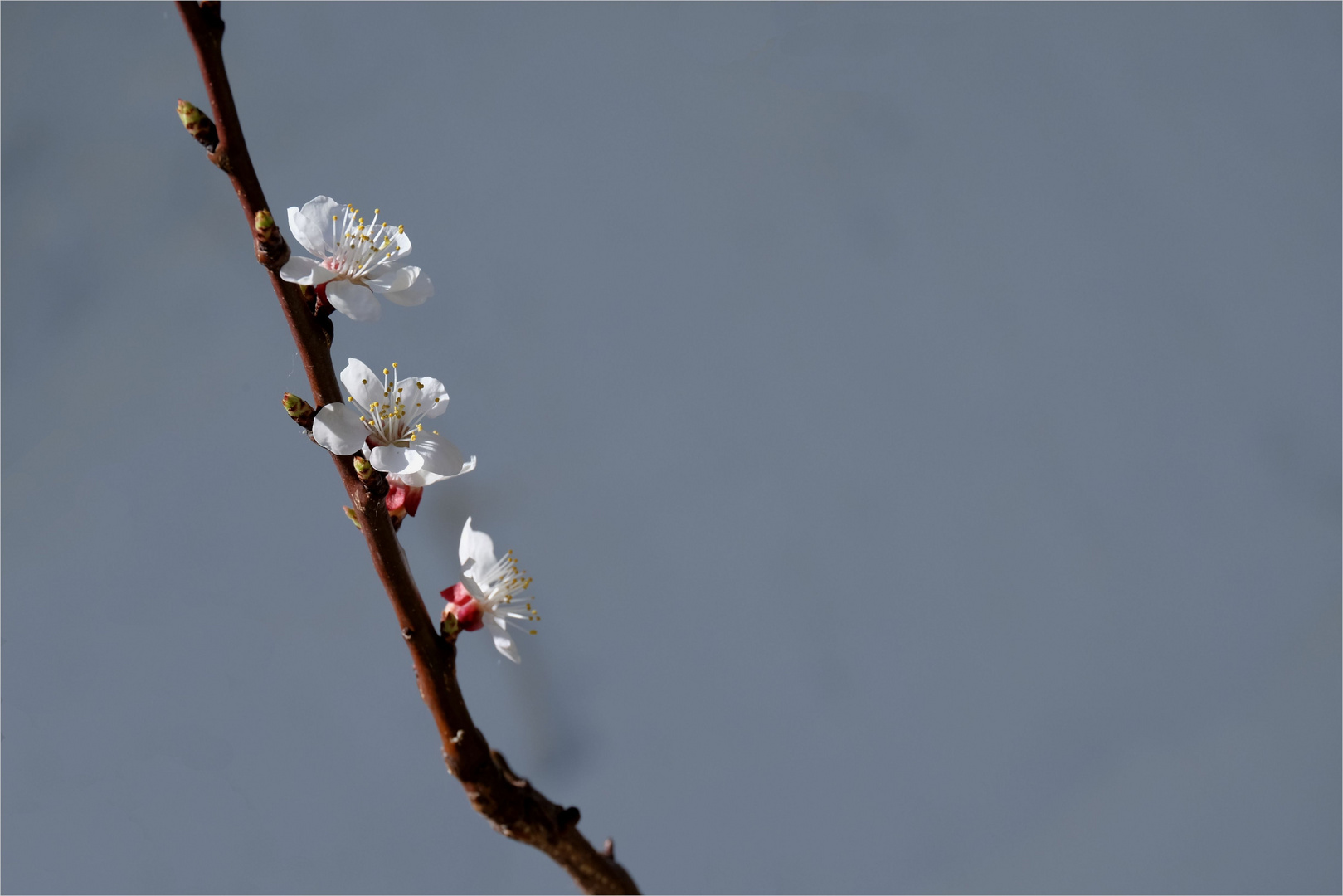 Marillenblütenzweig