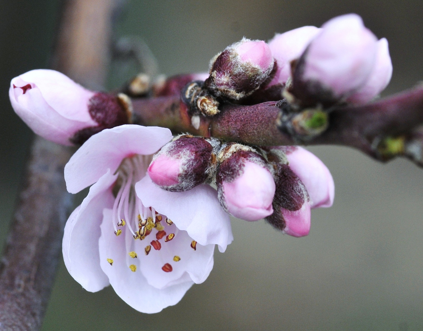 Marillenknospen