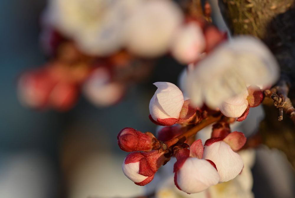 Marillenknospen (Aprikosen)