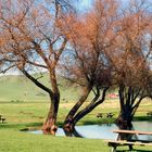 Marin County pond and farm house