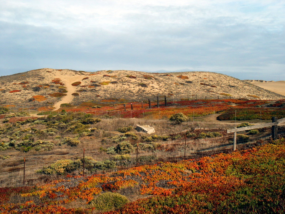 Marina Dunes bei Monterey