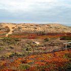 Marina Dunes bei Monterey