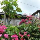 Marinduque Island House Philippinen