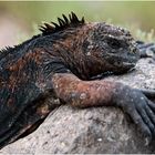 [ Marine Iguana ]