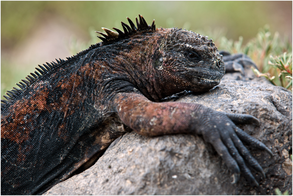 [ Marine Iguana ]