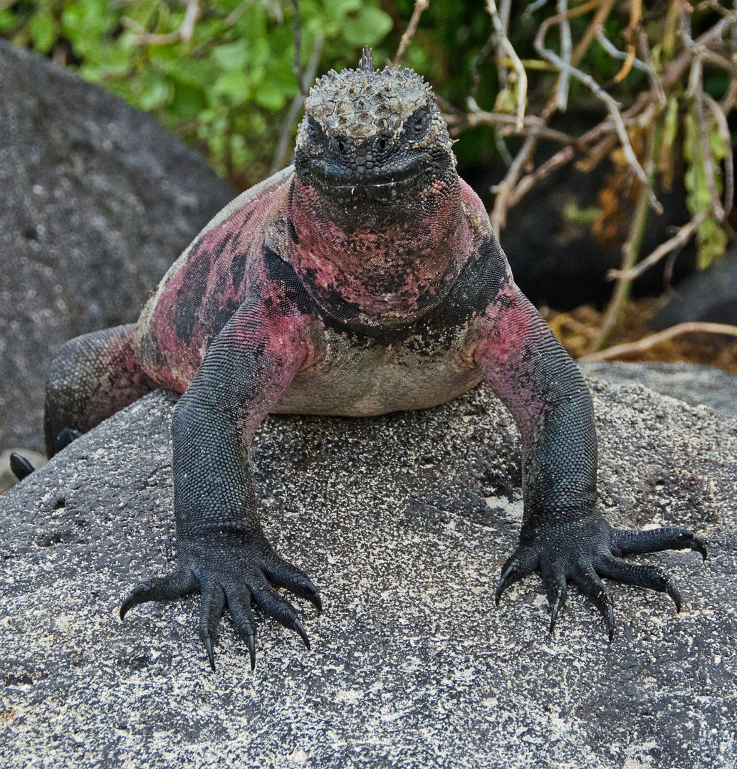 Marine Iguana