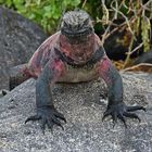 Marine Iguana