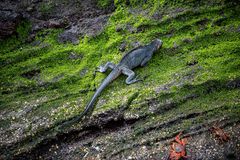Marine Iguana auf der Wiese.                _DSC9287