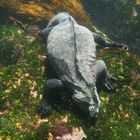 Marine Iguana bei der Nahrungsaufnahme