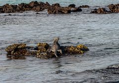 Marine Iguana.                      DSC_8604-2