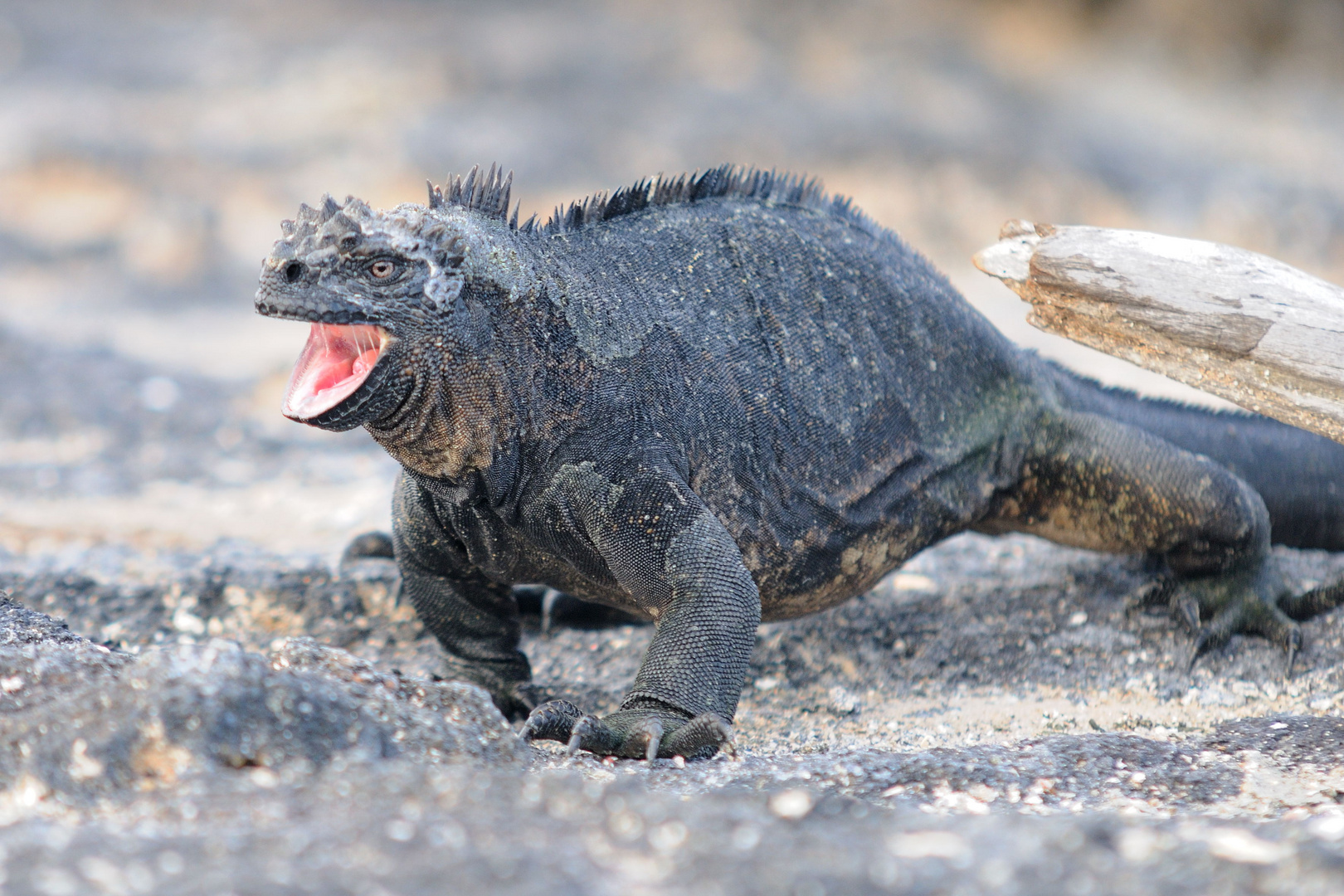 Marine Iguana