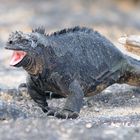 Marine Iguana