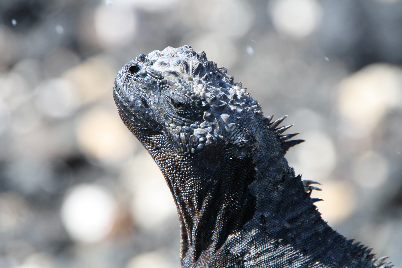 Marine Iguana Galapagos