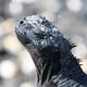 Marine Iguana Galapagos