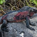 Marine Iguana II