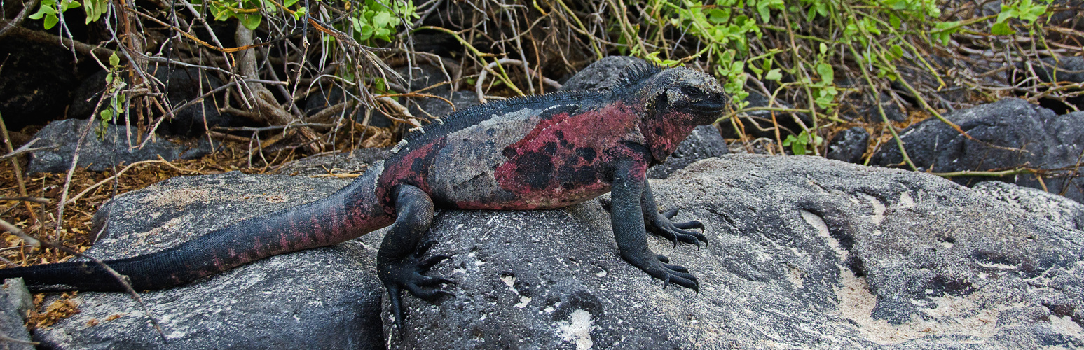 Marine Iguana II