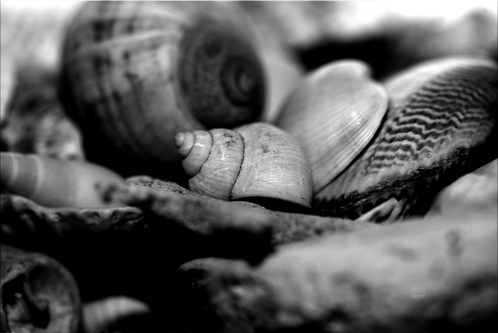 Marine Snails