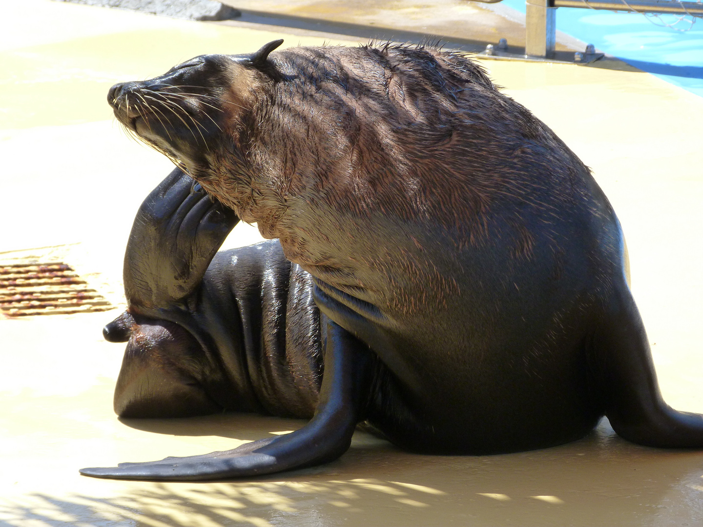 Marineland Antibes