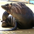 Marineland Antibes