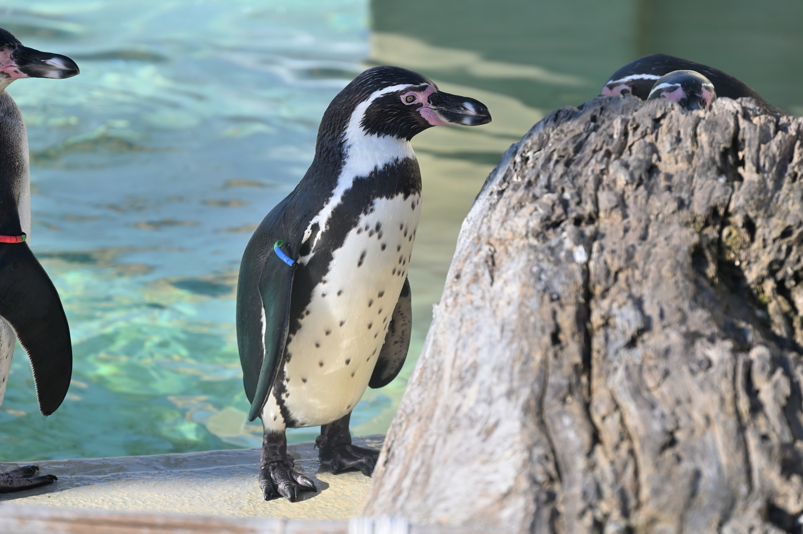 Marineland Biot DSC_4263