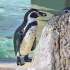 Marineland Biot DSC_4263