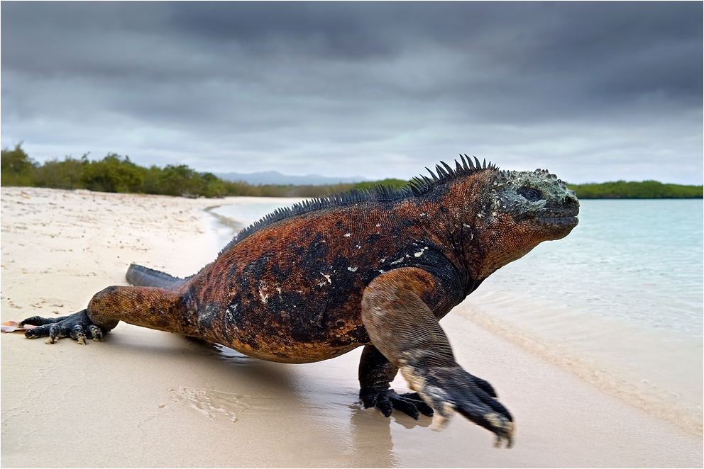 Marineleguan von Dieter Mendzigall 