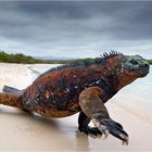 Marineleguan