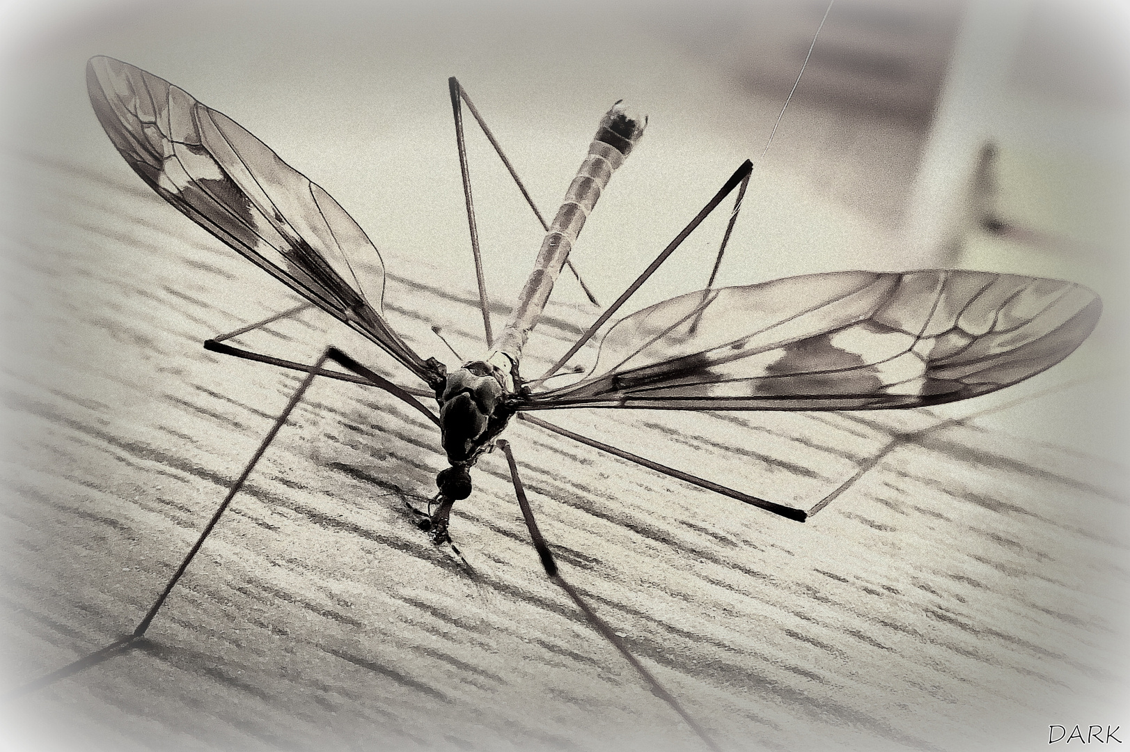 Maringouin photo et image nature morte, sujets Images