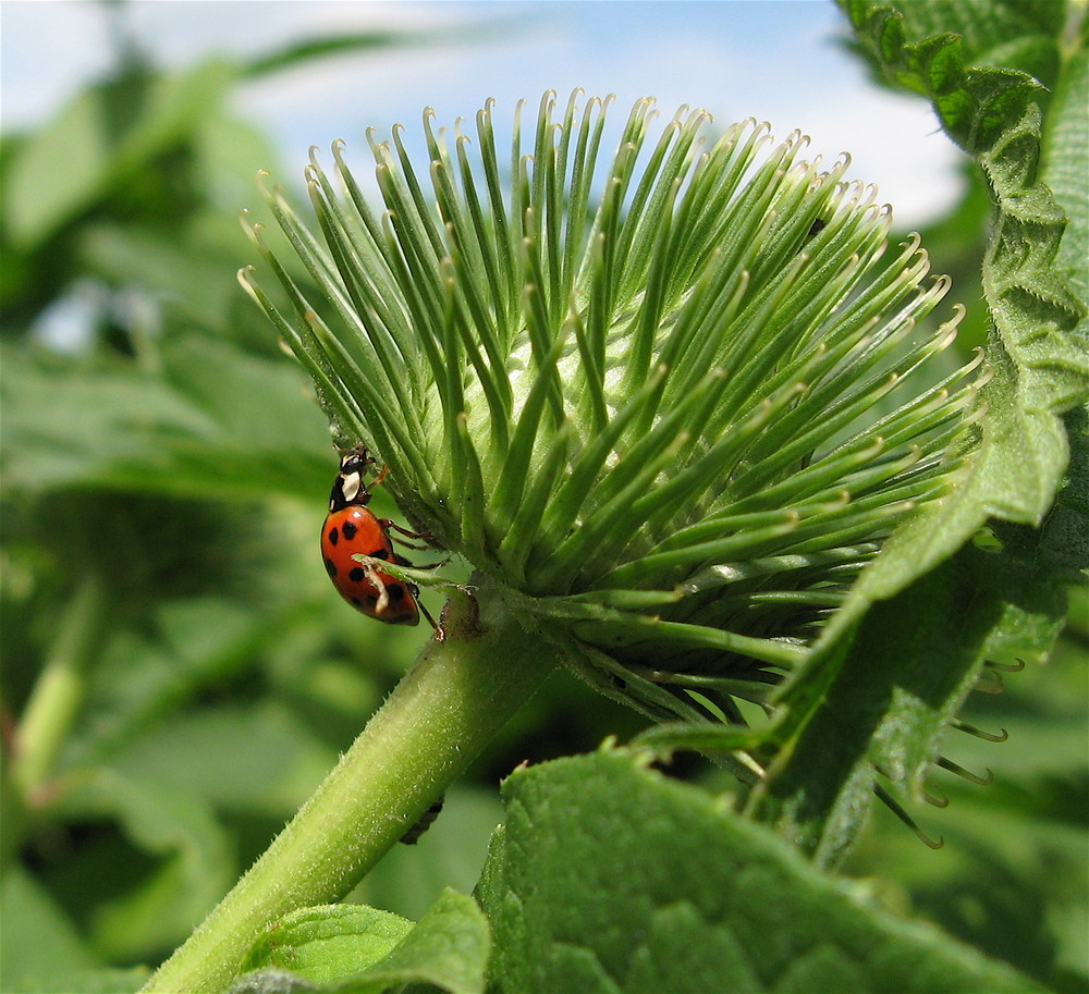 Marini auf Distel