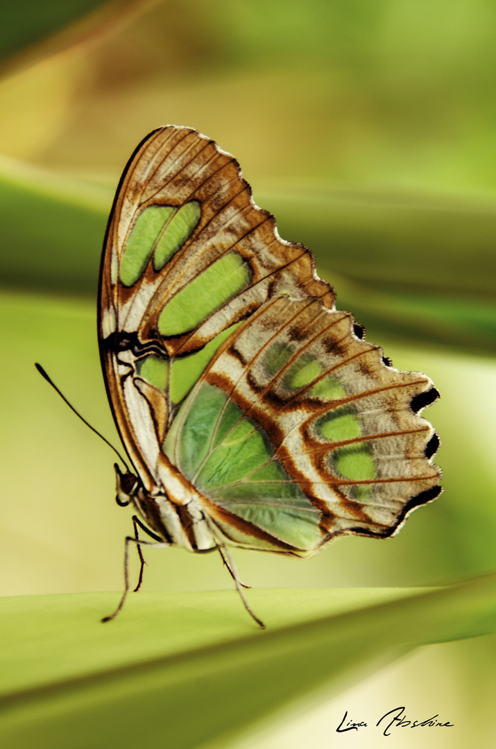 Mariposa