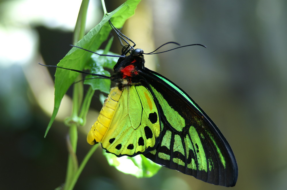 mariposa