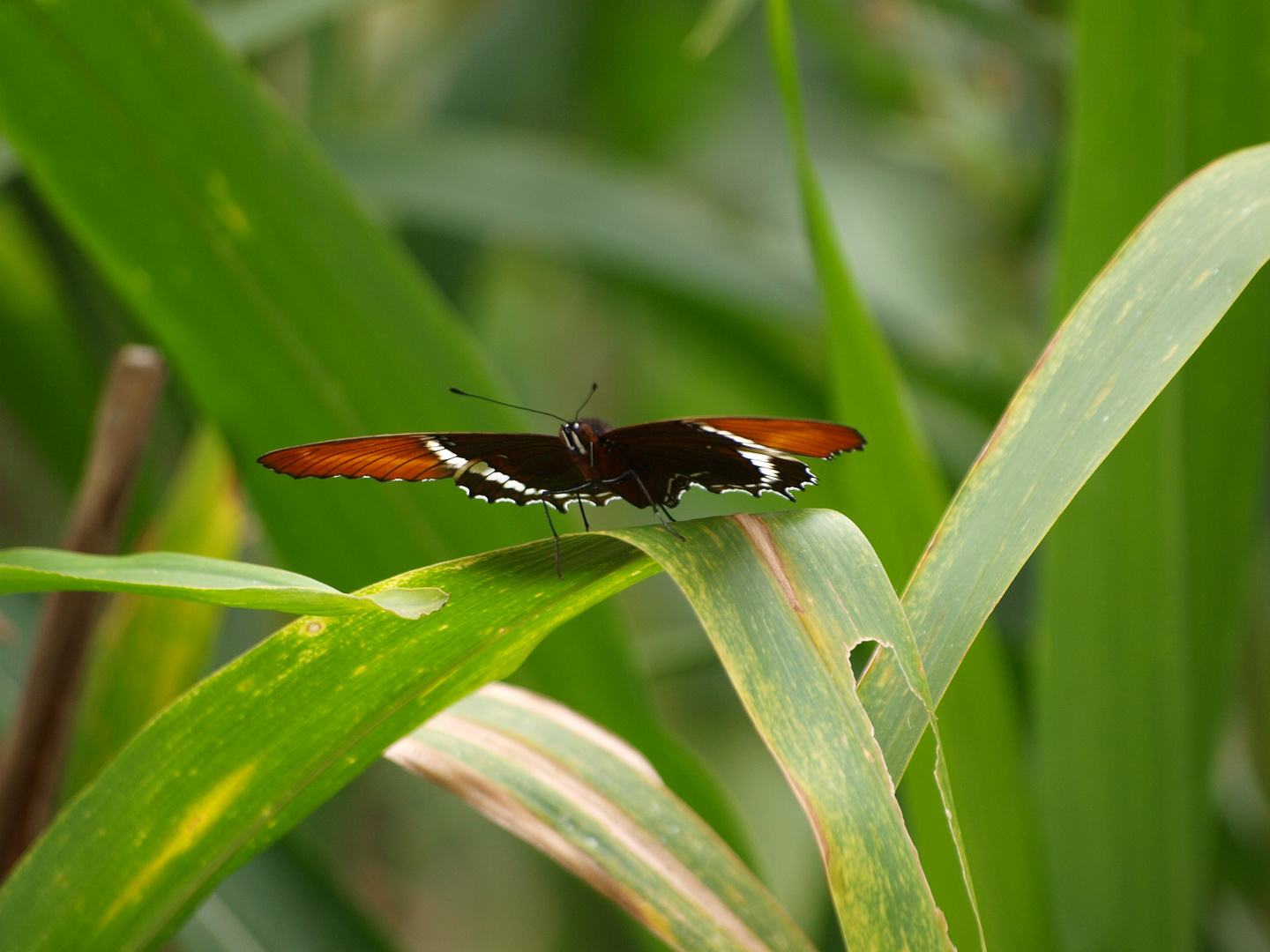 Mariposa