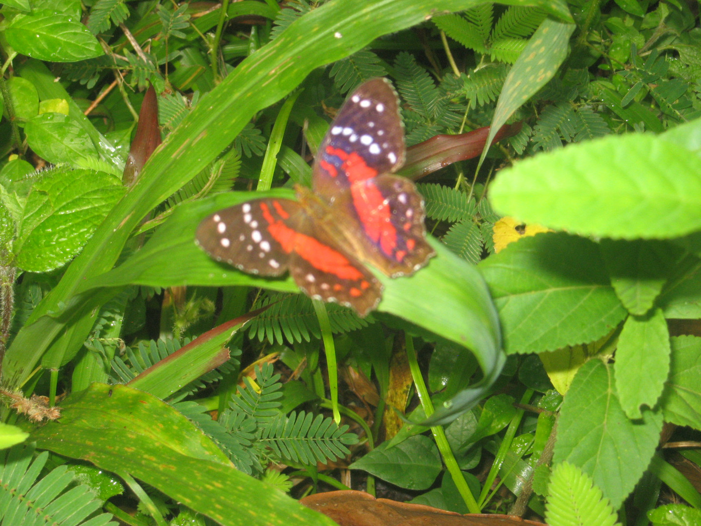 Mariposa