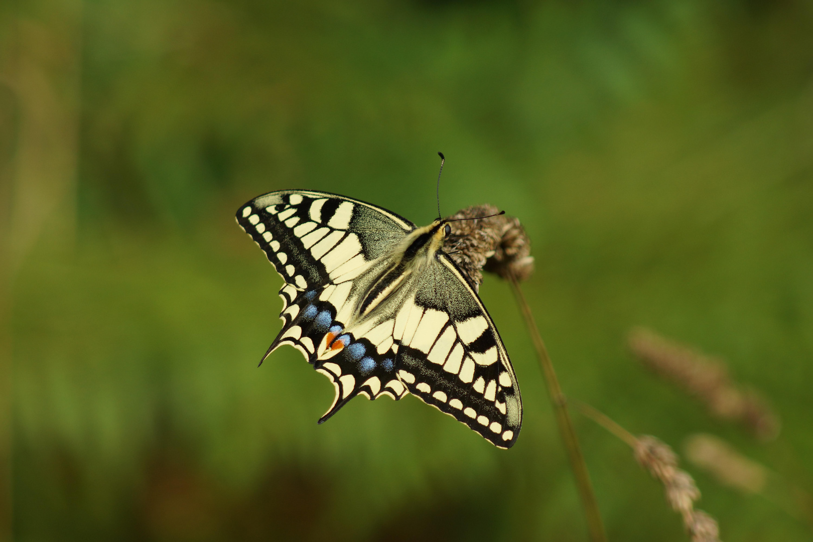 Mariposa