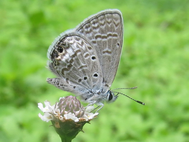 Mariposa 1