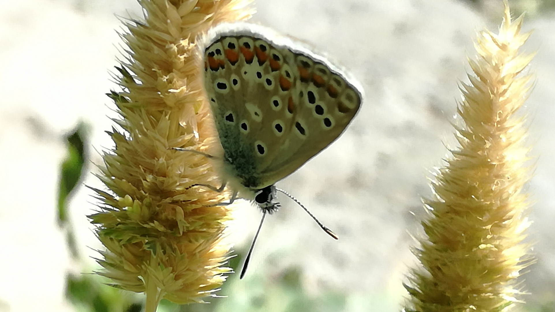 Mariposa