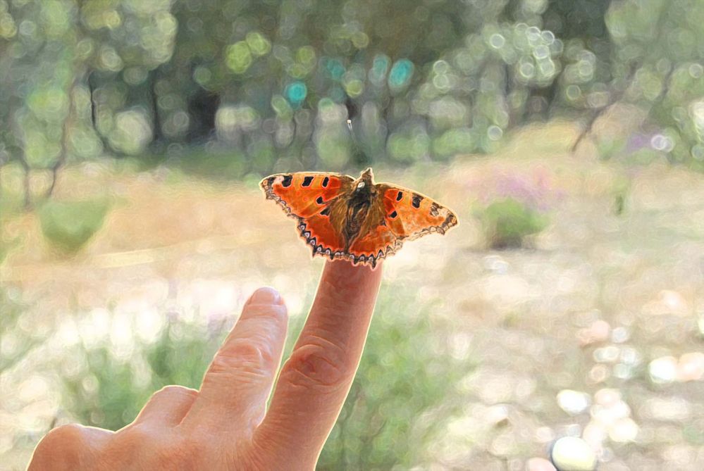 MARIPOSA