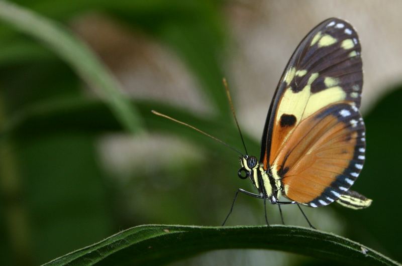 Mariposa