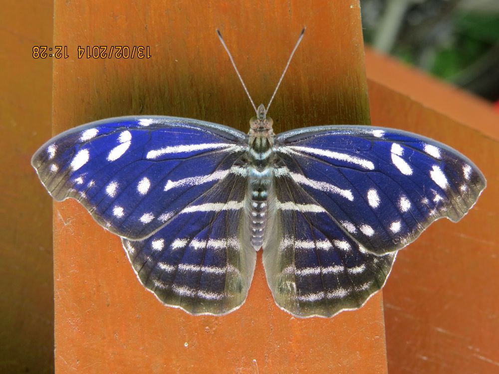 Mariposa 19