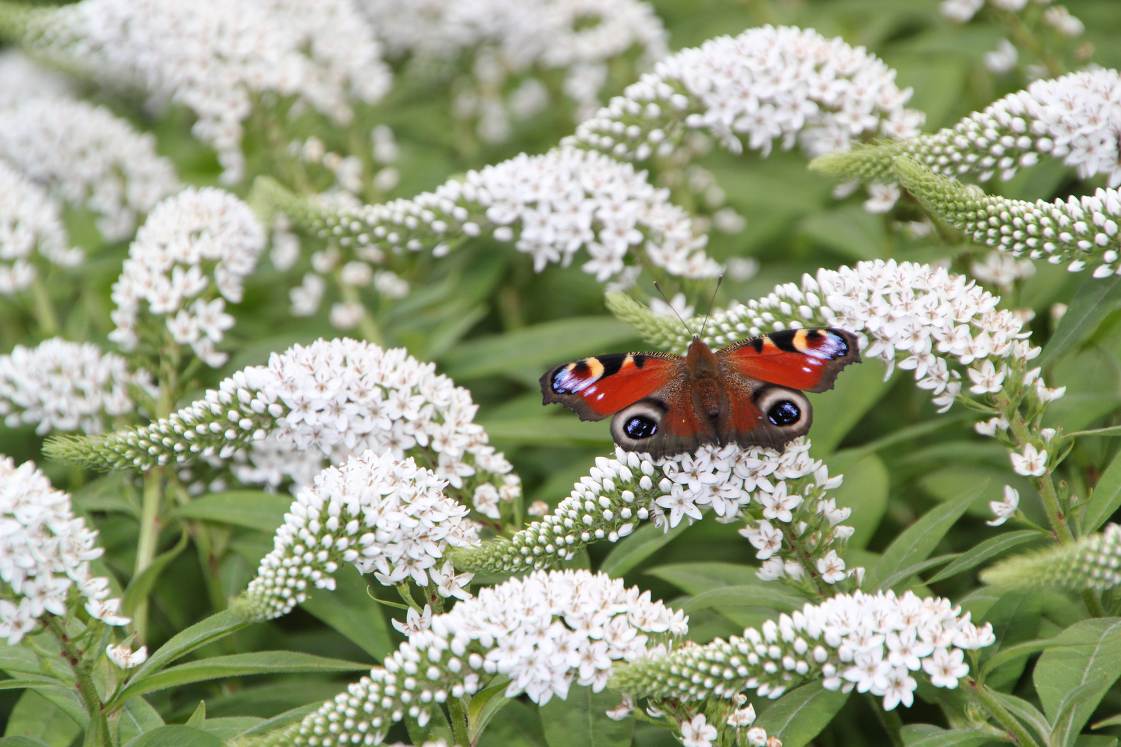 Mariposa 2