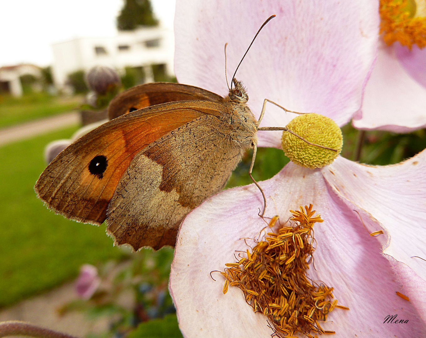 Mariposa 2